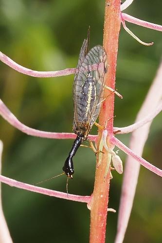 Dichrostigma flavipes
